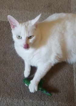 white cat Domino licking her lips and holding a green cactus toy